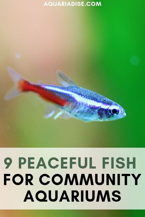 9 Peaceful community fish! | Aquariadise Community Fish Tank, Peaceful Community, Tropical Fish Aquarium, Tropical Fish Tanks, Tropical Freshwater Fish, Fresh Water Fish Tank, Fish Breeding, Salt Water Fish, Freshwater Aquarium Fish