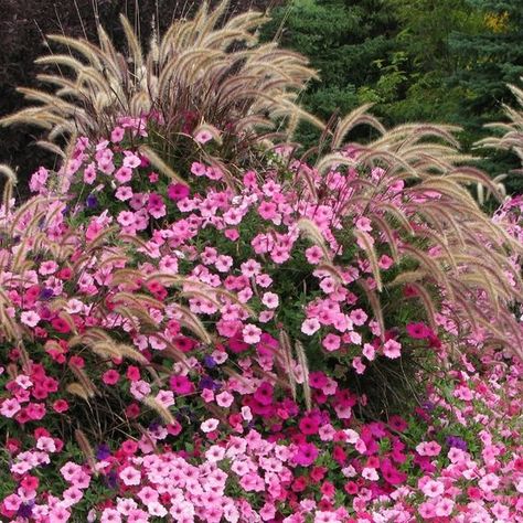 Supertunia Vista Bubblegum, Fountain Grass, Landscape Plants, Proven Winners, Landscaping Plants, Petunias, Garden Beds, Bubble Gum, Favorite Color