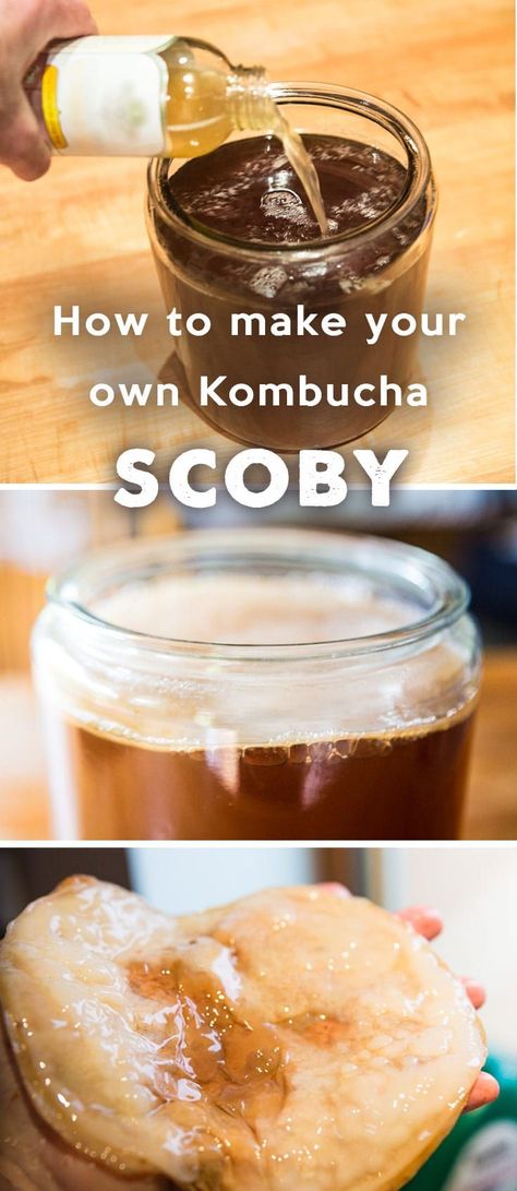 Fermented Beverages, Switchel Recipe, Coffee Kombucha, Make Your Own Kombucha, Diy Kombucha, Make Kombucha, Kombucha Starter, Kombucha Scoby, How To Brew Kombucha