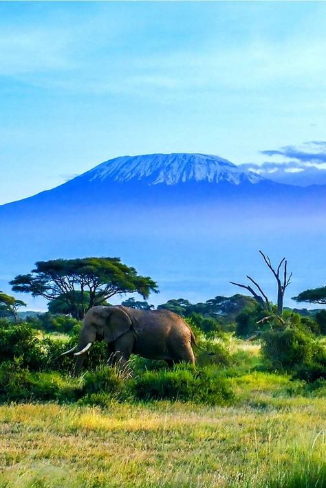 Kilimanjaro mountain in Kenya, Africa. Kilimanjaro Mountain, Beauty Of Africa, Majestic Elephant, Vacation 2024, Mount Kenya, Tanzania Safari, Mount Kilimanjaro, Mountain Hike, Safari Adventure