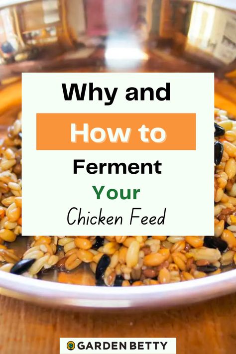 Chicken Feed Mash, Fermented Feed For Chickens, Fermented Chicken Food, Making Chicken Feed, Chicken Food Recipes For Chickens, Ferment Chicken Feed, How To Ferment Chicken Feed, Fermented Chicken Feed How To Make, Fermented Chicken Feed Recipe