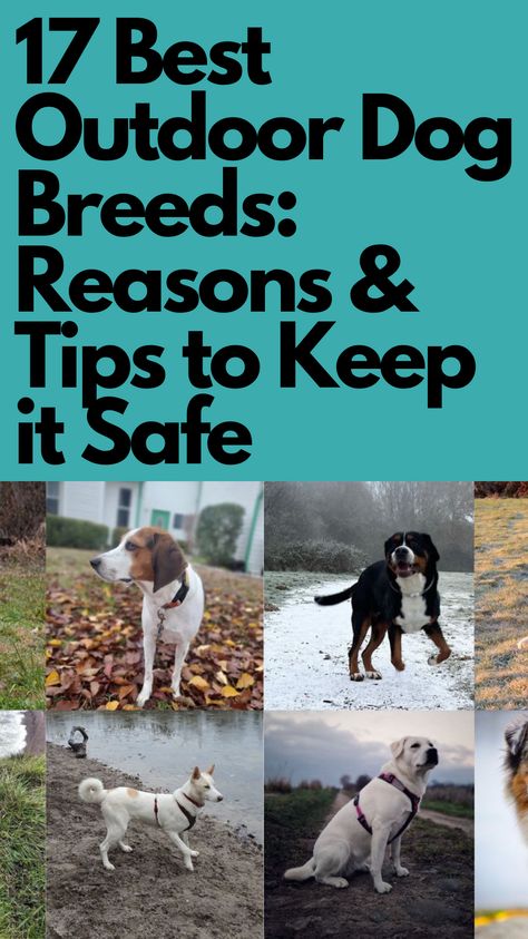 Activities For Dogs Outdoor, Best Family Dogs That Dont Shed, Keeping Dogs Out Of Garden, Protection Dogs Breeds, Tips For Breeding Dogs, Outdoor Dog Runs, Dog 101, Outside Dogs, Greater Swiss Mountain Dog