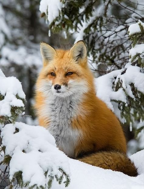 Winter In Canada, Celebrate Each New Day, Fox In Snow, Fox Pictures, Foxes Photography, Animal Antics, Winter Animals, Wild Dogs, Silly Animals