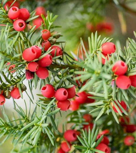 Irish Yew, Garden Retreat Ideas, English Yew, Backyard View, Taxus Baccata, Fragrant Garden, Gardening Trends, Exclamation Point, Foundation Planting