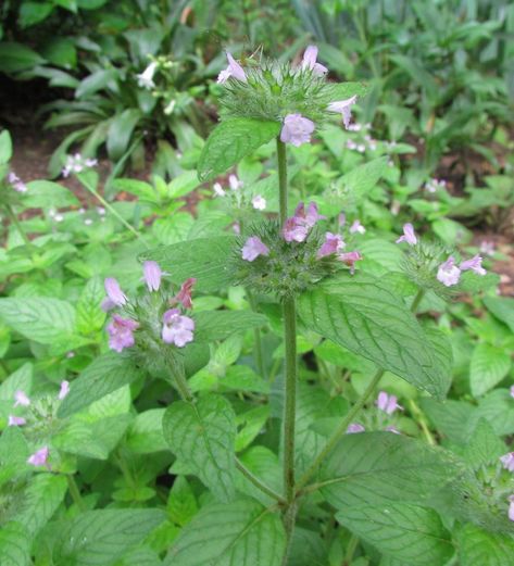 Wild Basil, Hydrocotyle Vulgaris, Polypodium Vulgare, Dracunculus Vulgaris, Foeniculum Vulgare Purpureum, Basil Herb, Heliotropium Arborescens, Loudoun County Virginia, British Garden