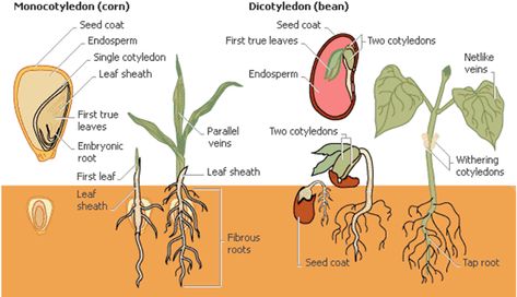 Detailed picture of the difference between a moncot and a dicot features Seed Structure, Biology Plants, Plant Classification, Past Exam Papers, Past Exams, Revision Notes, Bean Seeds, Plant Science, Seed Germination