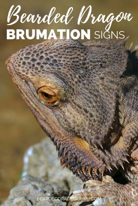 6 Signs of Bearded Dragon Brumation, or is it Dead- Bearded Dragon Guru Reptile Enrichment, Fancy Bearded Dragon, Beard Dragon, Dragon Facts, Bearded Dragon Diy, Bearded Dragon Terrarium, Bearded Dragon Enclosure, Bearded Dragon Funny, Bearded Dragon Cage