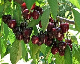 Bonsai Apple Tree, Apple Tree From Seed, Prunus Avium, Momordica Charantia, Salvia Sclarea, Birds And Butterflies, Tree Seeds, How To Attract Birds, Shade Trees