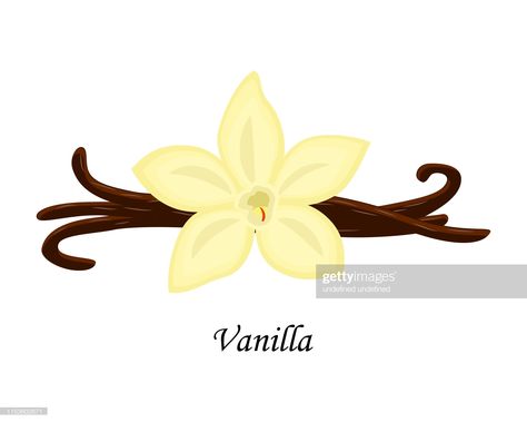 Vanilla Flower Drawing, Vanilla Logo Design, Vanilla Flower Illustration, Vanilla Drawing, Vanilla Illustration, Candle Carousel, Vanilla Flower, Ice Cream Packaging, Cocktail Illustration