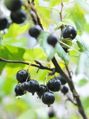 Blackcurrant, grow guide from growveg.com, I have just planted 3 of these and am hoping for fruit in a couple of years... Currant Bush, Fruit Bushes, Berry Plants, Berry Bushes, Hydroponic Growing, Black Garden, Edible Landscaping, Forest Garden, Black Currant