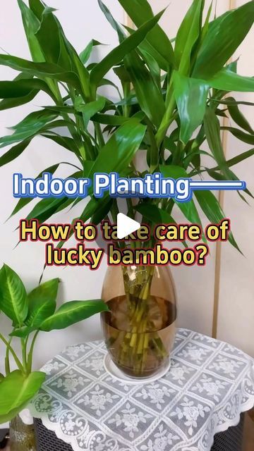 GardenHomeMania on Instagram: "How to take care of lucky bamboo #indoorplants #houseplants #homegarden #indoorgarden #garden #plants #luckybamboo" Lucky Bamboo Decor, Bamboo Plant Indoor, Lucky Bamboo Care, Indoor Bamboo Plant, Bamboo House Plant, Bamboo Plant Care, Indoor Bamboo, Indoor Planting, Lucky Bamboo Plants