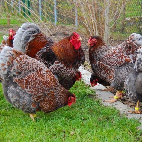 Blue Laced Wyandotte Chickens Laced Wyandotte, Wyandotte Chicken, Tattoo Animals, Fancy Chickens, Beautiful Chickens, The Barnyard, Chicken Garden, Hen Chicken, Keeping Chickens