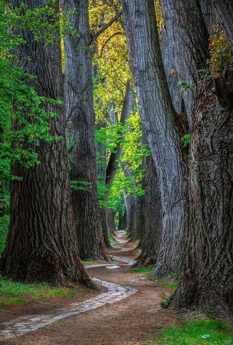 Narrow Path, Forest Path, Old Trees, Tall Trees, Dirt Road, Walk In The Woods, Tree Forest, Beautiful Tree, In The Forest