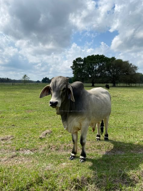 Lake Stacy #cow #calf #bull #cattle #brahman #florida #southern #ranch #farm #lakestacy Cattle Brands, Cow Pictures, Ranch Farm, Cow Calf, Baby Cows, Brand Ideas, Animal Photography, Agriculture, Cow