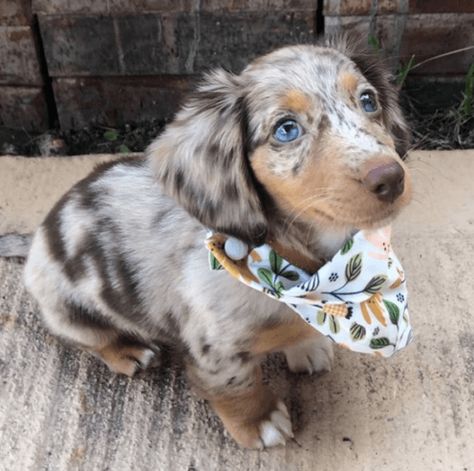 Miniature Dachshund Puppies For Sale | Dallas, TX Long Hair Dapple Miniature Dachshund, Dapple Miniature Dachshund, Long Hair Daschund Puppies, Dapple Dachshund Puppy For Sale, Mini Dachshund Puppies For Sale Near Me, Mini Dash Hound, Weener Dogs Puppies, Daushands Puppies, Mini Dauchsands