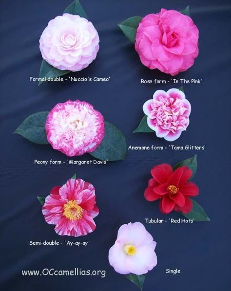 Types of Camellias Tiny House Garden, Garden Shed Storage, Camellia Garden, Camellia Plant, Gardening Tool Kit, Camellia Flowers, Camellia Japonica, Alabama State, Camellia Flower