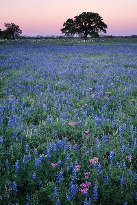 America's Most Beautiful Wildflower Bloom  Where: Texas Hill Country, Texas  Why We Love It: The countryside west of Austin and north of San Antonio explodes in a riot of colorful Texas Bluebonnets every April. Hill Country Texas, Beautiful Places In America, Beautiful Vacation Spots, Texas Bluebonnets, Places In America, Beautiful Vacations, Beautiful Places Nature, Texas Hill Country, Beautiful Places In The World