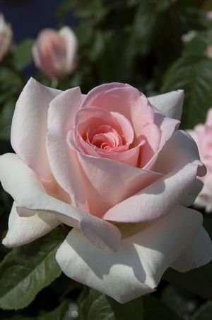 DETA-1876 Kristina Webb, Fragrant Roses, Simple Rose, Have Inspiration, Hybrid Tea Roses, Rose Bush, Tea Rose, Tea Roses, Love Rose