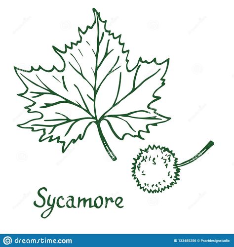 Tree Leaf Drawing, American Sycamore Tree, Leaf Doodle, Sycamore Leaf, Twin Tattoos, Leaves Doodle, Plane Tree, Sycamore Tree, Barn Quilt Designs