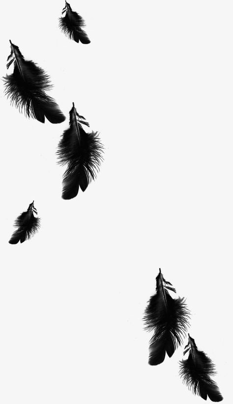 Black Feather Aesthetic, Black Feathers Aesthetic, Feather Png, Feather Aesthetic, Black Png, Rabe Tattoo, Swan Wallpaper, Feather Background, Feathers