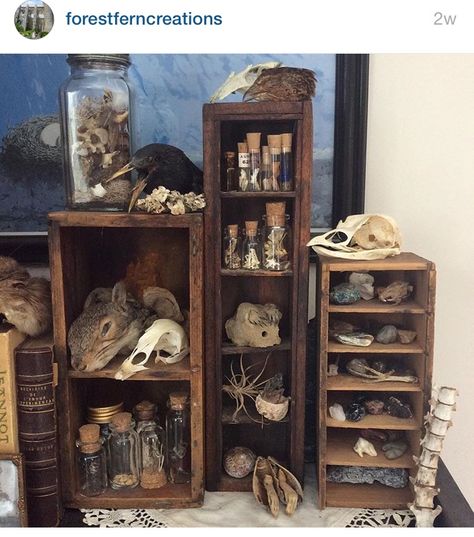 Oddities Aesthetic, Nature Cabinet, Cabinet Curiosities, Oddities Collection, Oddities Decor, Diy Cabinet, Cabinet Of Curiosity, Art Cabinet, Curiosity Cabinet