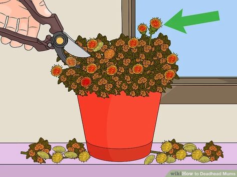 3 Ways to Deadhead Mums - wikiHow Potted Mums, Planting Mums, Deadheading, Fall Mums, Mums Flowers, Garden Shears, Your Mum, Tall Plants, New Green