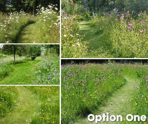 How to wildscape your lawn | Letting your lawn grow wild Wild Grass Garden, Lawn To Meadow, Rewilding Garden, Fescue Grass Lawn, Wild Lawn, Sustainable Lawn, Meadow Lawn, Starter Apartment, Wild Gardening