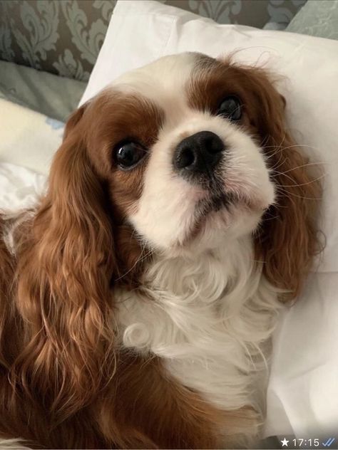 Dog King Charles Cavalier, King Charles Cavalier Spaniel Aesthetic, Cavalier King Charles Spaniels, King Cocker Spaniel, Cavalier Aesthetic, Cavalier King Charles Spaniel Aesthetic, Charlotte York Aesthetic, Funny Dog Videos Hilarious, King Charles Cocker Spaniel