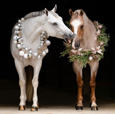 Christmas Photoshoot With Horse, Christmas Horse Photoshoot, Horse Fancy Dress, Dog Christmas Pictures, Christmas Couple Photos, Horse Photography Poses, Winter Horse, Christmas Horse, Horse Christmas