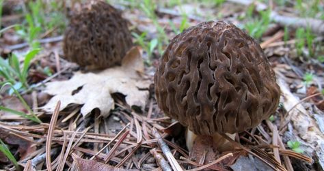 Sierra burn morels Fried Morels Recipe, Morel Recipes, Cardamon Recipes, Wild Onions, Morel Mushrooms, Craft Table Diy, Foraging Recipes, Foraged Food, Risotto Recipe