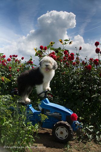 Lucy making a right turn, working in the flower garden.... English Sheepdog Puppy, Old English Sheepdog Puppy, Sheep Dog Puppy, Old English Sheep Dog, English Sheep Dog, English Dogs, Tattoos For Dog Lovers, Sheep Dogs, Sheep Dog