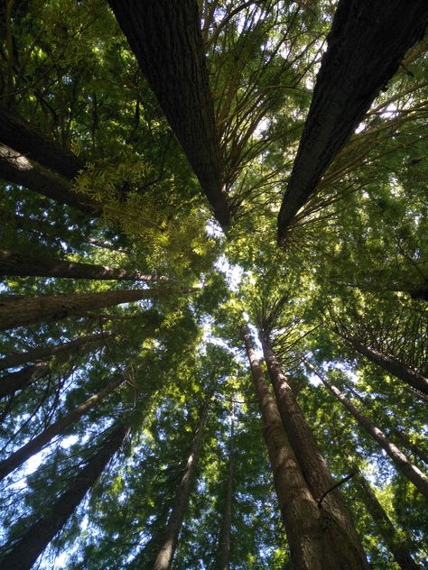 Sandal Wood Tree, Red Woods, Red Wood Forest Travel, Huge Trees Forest, Redwood Trees California, American Yellowwood Tree, Wood Trees, Tall Trees Grove Redwoods, Red Sandals