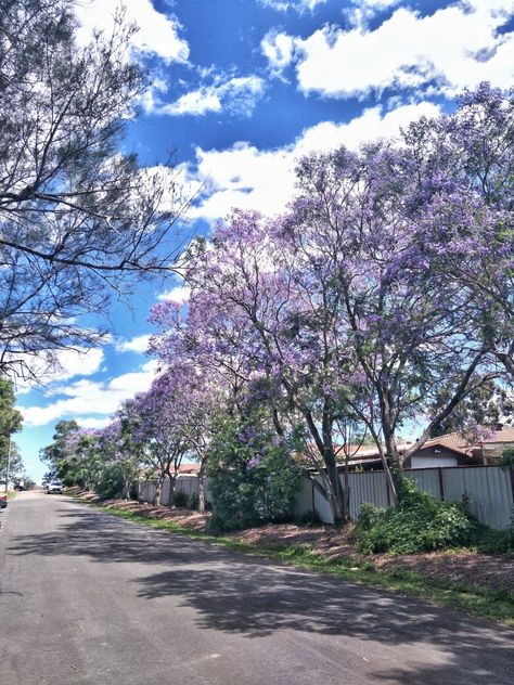 Spring Australia, Australia Flowers, Australia Itinerary, Garbage Collection, Jacaranda Tree, Australia Country, Swimming Classes, Sydney City, Australia Photos