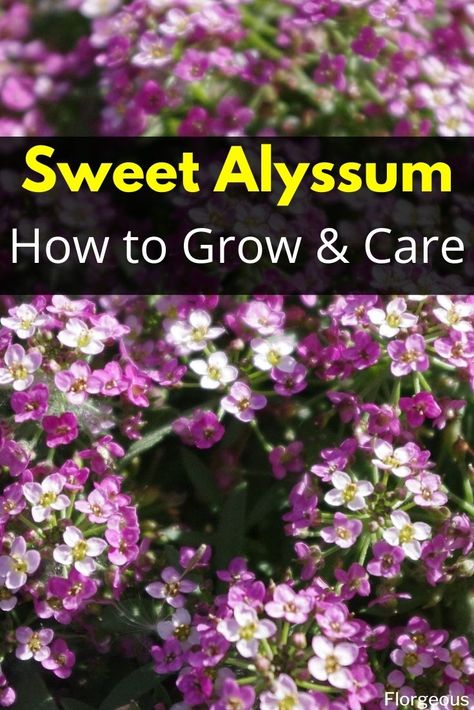 Here's How to Grow and Care for Sweet Alyssum Flowers and Plants #Alyssum #SweetAlyssum #flowers #plants #florgeous Allysum In Pots, Sweet Asylum Flower, Sweet Allysum Plants, Alyssum Flowers In Pots, Alyssum Flowers Landscaping, Allysum Flowers, Asylum Flower, Sweet Alyssum Flower, Alyssum Flower