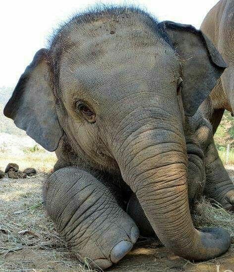 Elephant Calf Elephant Photography, Elephant Pictures, Elephants Photos, Save The Elephants, Elephant Love, Elephant Art, African Elephant, Cute Elephant