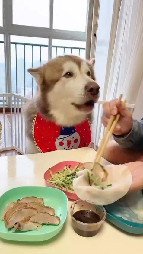 Dip it! 😤 Dog Videos Cutest, Dog Videos, Silly Dogs, Cute Funny Dogs, Funny Dog Videos, Cute Animal Videos, Cute Cats And Dogs, Sweet Animals, Dog Gifs