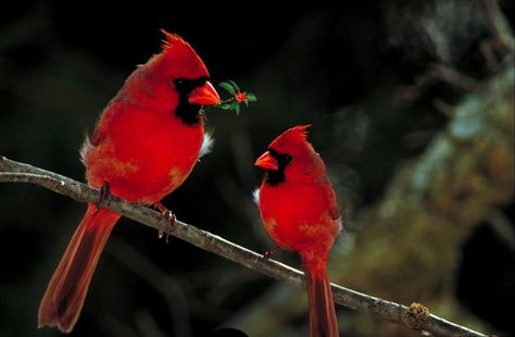 Cardinals, Birds, Fauna, Wild, Outdoors, Avian, Red Birds Sounds, Forest Sounds, Native American Traditions, Sleep Relaxation, Bird Song, Christmas Blessings, Relaxation Meditation, Bird Wallpaper, Cardinal Birds