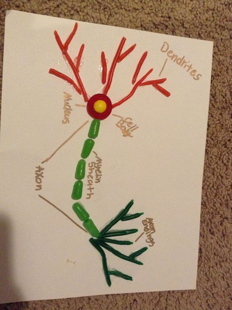 My candy neuron diagram Candy Neuron Model, Neuron Model Projects, Nephron Diagram Easy, Neuron Diagram, Understanding Anatomy, Neuron Model, Classical Conversations Essentials, Cell Project, Neuromuscular Junction