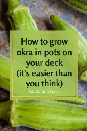 Okra Growing, Homemade Gumbo, Grow Okra, Growing Okra, Okra Plant, Okra Seeds, Growing Vegetables In Pots, Fried Okra, Vegetables Garden