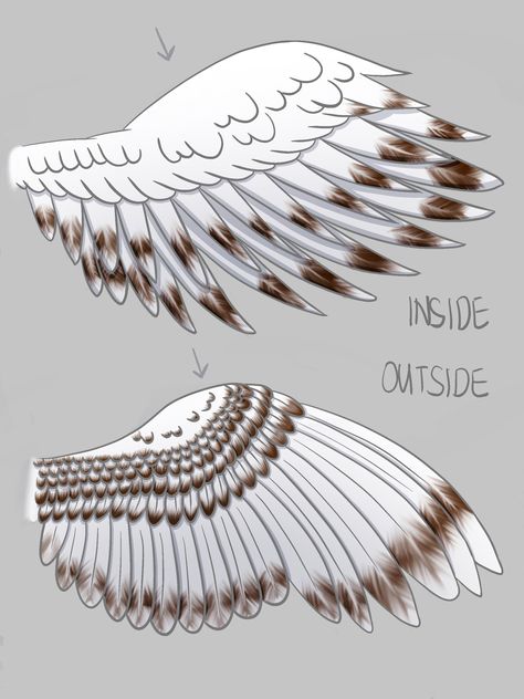 Owl Wings Reference, Human With Owl Wings, Owl Eye Drawing, Snowy Owl Character Design, How To Draw A Snowy Owl, Owl Wings Drawing Reference, Snowy Owl Flying, Owl Wing Reference, Snow Owl Wings