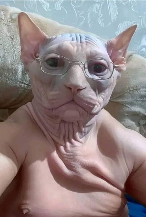 Cats That Look Like People, Wrinkly Cat, Cat .5, Surprised Cat, Odd Pictures, Cringe Pictures, Fun Animals, Cringe Photos, Cat With Eyelashes