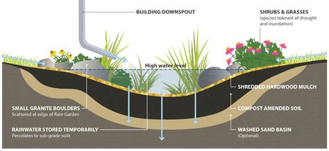 Garden Soil Mix, Rain Garden Design, Grass Species, Rain Harvesting, Rain Gardens, Forest Hill, Rainwater Harvesting, Better Homes And Garden, Rain Garden