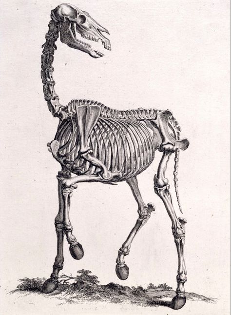 Horse Bones, Horse Skeleton, Horse Skull, Skeleton Anatomy, Skeleton Drawings, Animal Skeletons, Horse Anatomy, Horse Tattoo, Skeleton Art