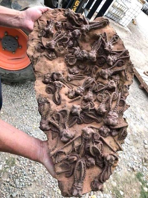 280 Million Year Old Fossil Found In Western Australia, Photo By Tom Kapitany Sea Fossils, Crinoid Fossil, Photos Rares, Molluscs, Rocks And Fossils, Extinct Animals, Dinosaur Fossils, Prehistoric Creatures, Sendai