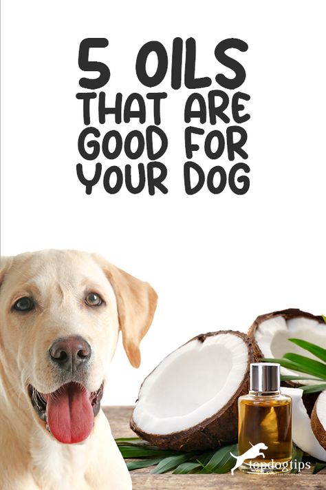 The truth is that expensive dog food and grooming alone aren’t enough to maintain your dog’s beautiful coat. Oils that contain healthy fats such as Omega-3’s and Biotin keep them feeling good inside and looking great outside. Coconut Oil And Dogs, Dog Vitamins Best, Olive Oil For Dogs, Best Dog Supplements, Sheperd Dogs, Dog Skin Problem, Cook Dog Food, Best Cooking Oil, Coconut Oil For Dogs