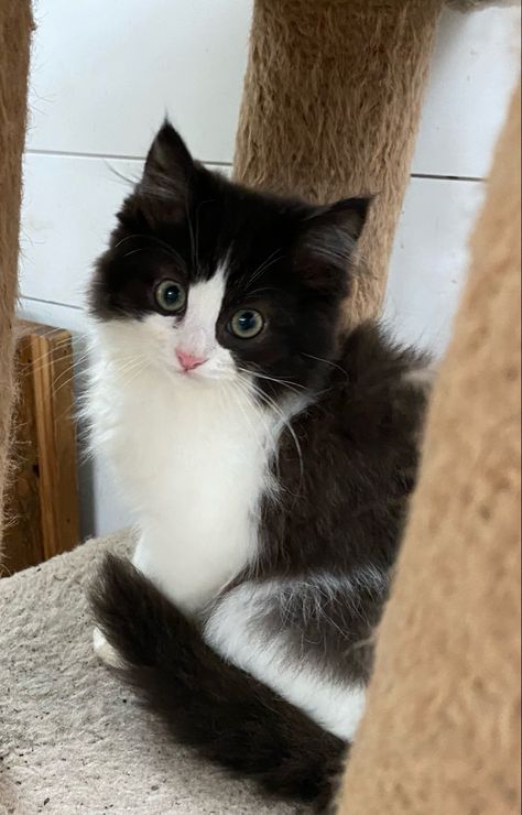 A black bicolor ragdoll male Black Ragdoll Kitten, Ragdoll Cat Black, Ragdoll Black Cat, Black And White Ragdoll Cat, Tuxedo Ragdoll Cat, Black Ragdoll Cat, Black And White Kitten, Black And White Cat, White Ragdoll Cat