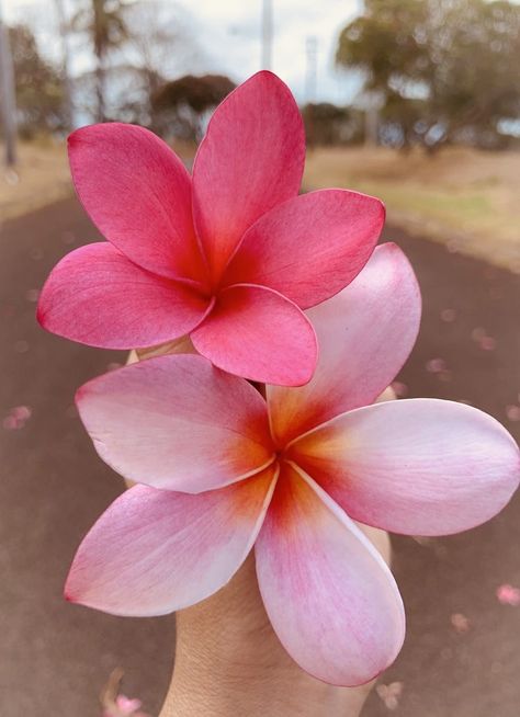 Flowers In Hawaii, Hawaii Flowers Aesthetic, Hibiscus Flower Aesthetic, Oahu Hawaii Aesthetic, Hawaii Flowers, Coconut Girl Aesthetic, Inspiration Tattoos, Plumeria Flowers, Nothing But Flowers