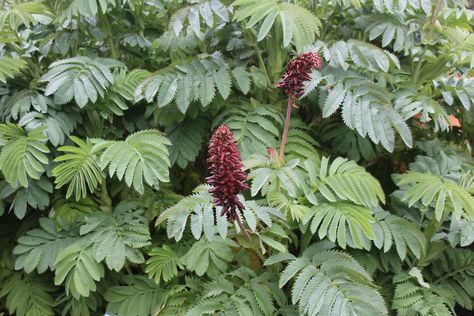 Melianthus major attracts Orioles!  By Cottage Gardens of Petaluma; via Facebook 4-4-19 Melianthus Major, Beautiful Blooms, Cottage Garden, Cottage, Birds, Flowers, Plants