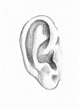 Ear Sketch Step By Step, Ears Drawing, Ear Drawing, How To Draw Ears, Pencil Portrait Drawing, Pencil Techniques, Ear Art, 얼굴 그리기, Anatomy Sketches