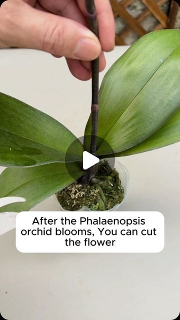 Propagate Orchids From Cuttings, How To Propagate Orchids, Propagating Orchids, Planting Orchids, Orchid Propagation, Propagation Tips, Prosciutto Asparagus, Orchid Plant Care, Garden Workshops